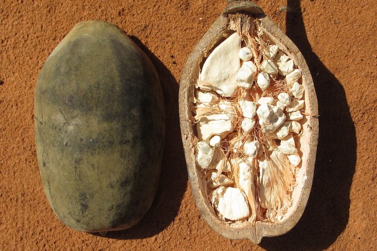 Semi di baobab