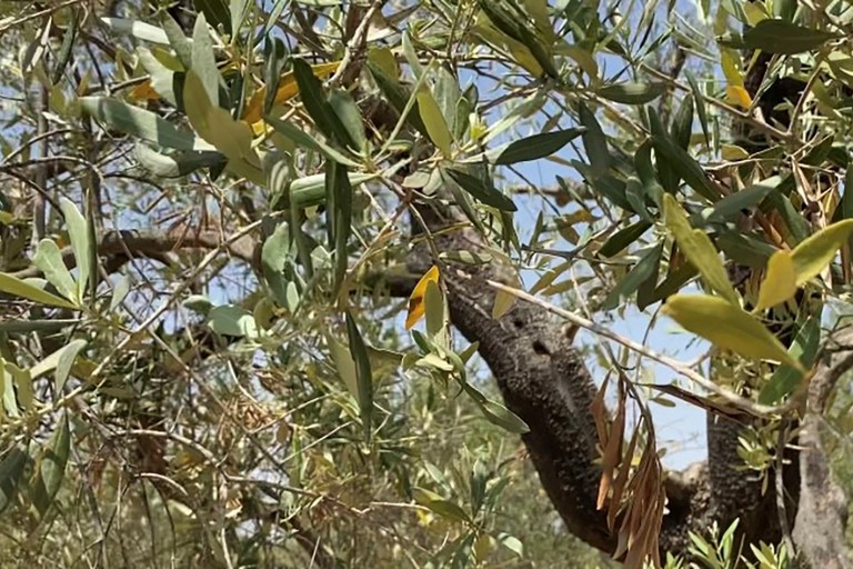 Olive in sofferenza idrica