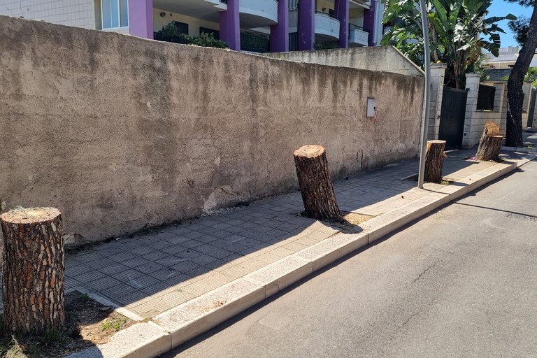 Pini tagliati in via della Libertà