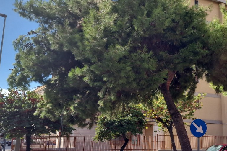 Albero rimosso, la nota di Spazio Civico Bisceglie