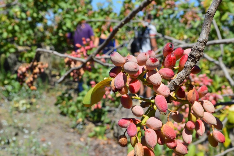 Il pistacchio