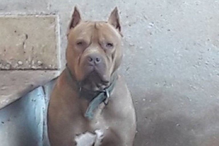 Le guardie zoofile dell'Oipa salvano un pitbull in precarie condizioni igieniche