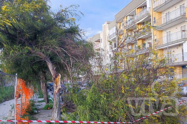 Albero caduto via Dossena