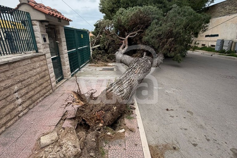 Grosso albero crolla in via della Libertà