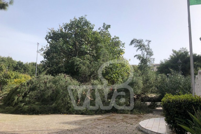 Forte vento, salgono a sei gli alberi caduti a Bisceglie lunedì 13 aprile