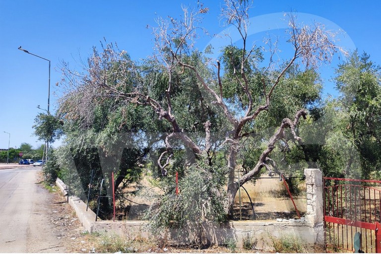 Albero colpito da Xylella sulla via di Andria. <span>Foto Antonio Lopopolo</span>