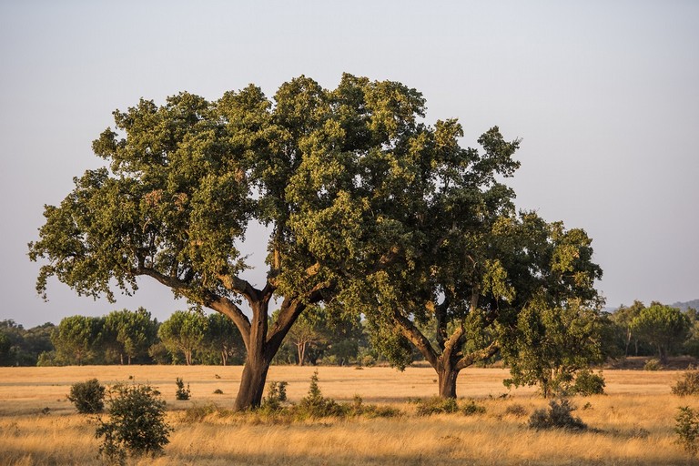 Quercia