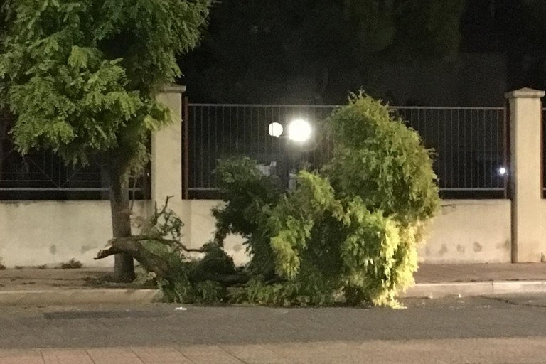 Il ramo dell'albero staccatosi in via Fragata