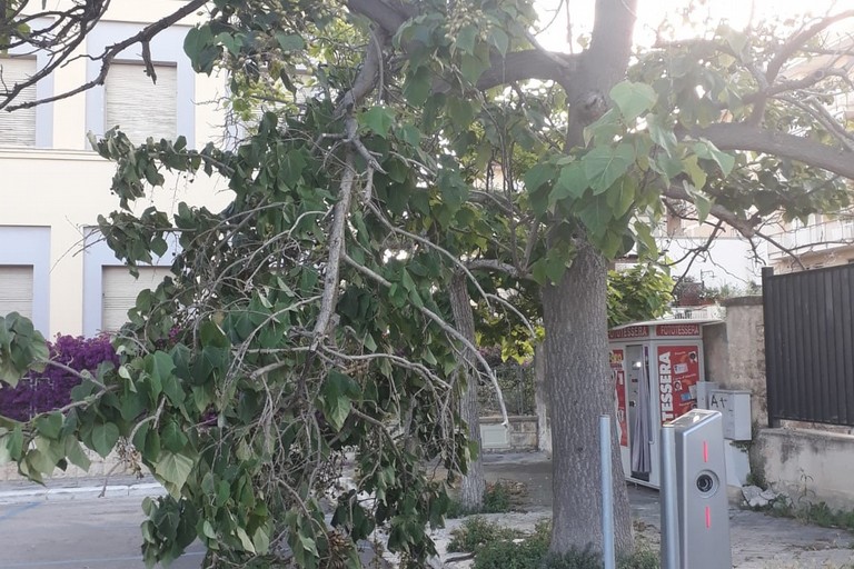 Grosso ramo d'albero si spezza davanti al parcheggio della stazione