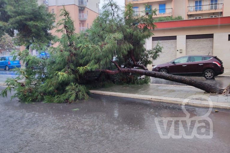 Albero in via degli Artigiani