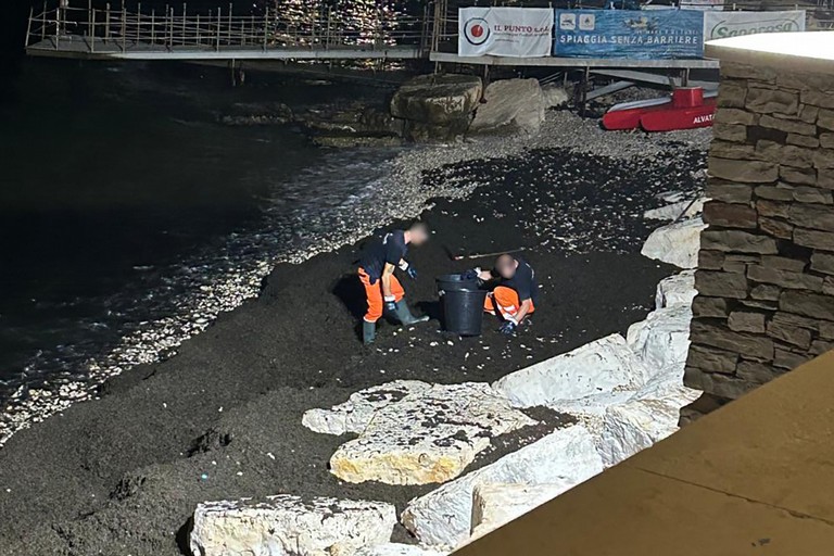 Al via la rimozione di alghe al Cagnolo a Bisceglie