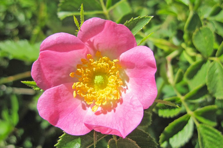 Rosa mosqueta