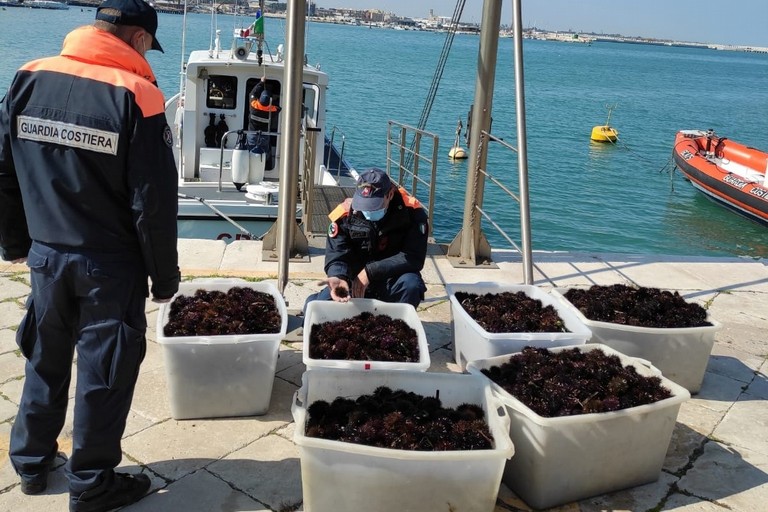 Ricci di mare sequestrati dalla Guardia Costiera a Bisceglie