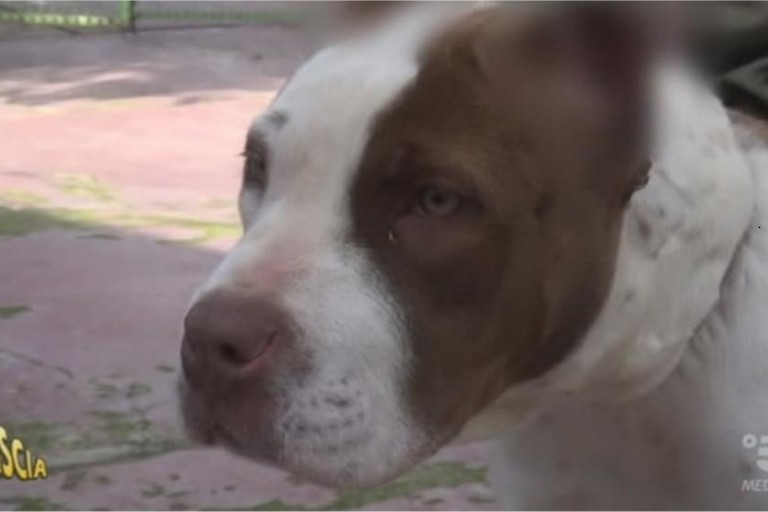 Il pitbull con le orecchie mozzate salvato dai Vigili del fuoco