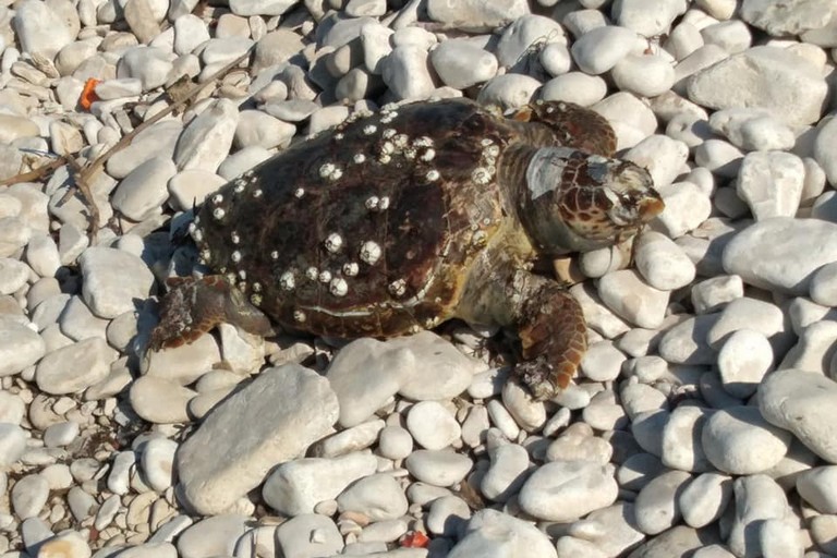Tartaruga spiaggiata sulle coste biscegliesi