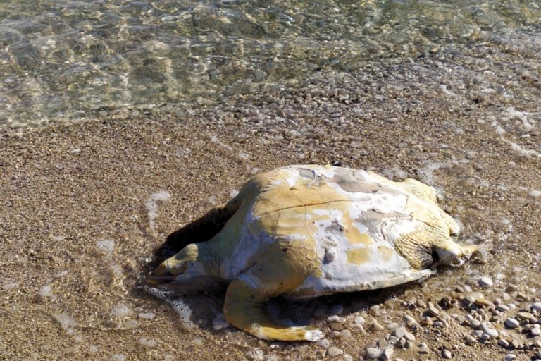 Tartaruga spiaggiata
