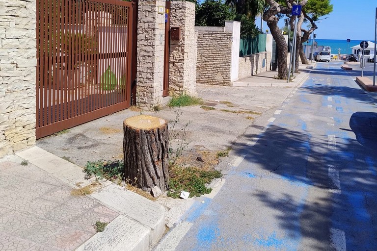 Albero tagliato
