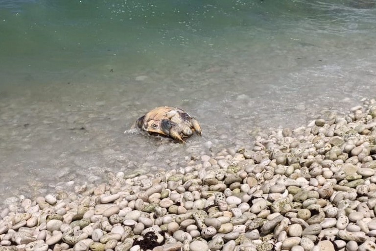 La tartaruga rinvenuta alla seconda spiaggia