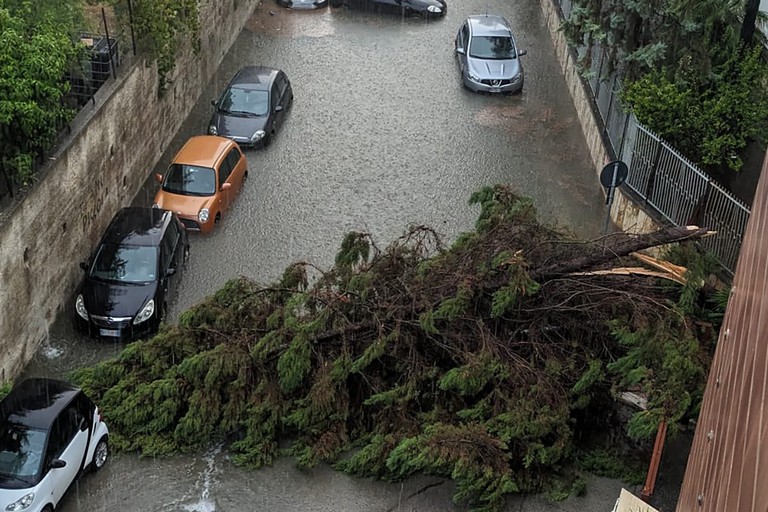 Albero caduto in via Pozzo Marrone