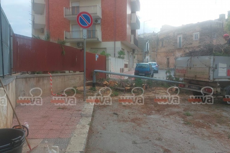 Rimosso l'albero caduto in via Pozzo Marrone