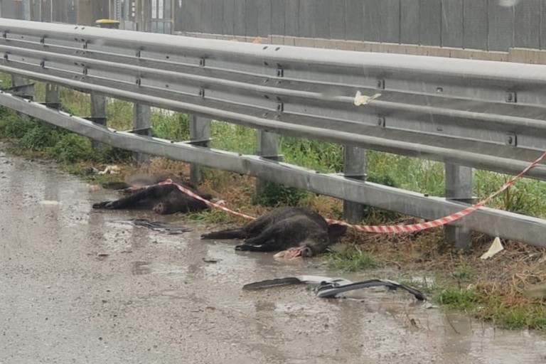 Investiti due cinghiali sulla SS16 tra Bisceglie e Molfetta