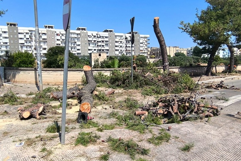 Verde urbano