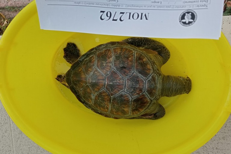 Rarissima tartaruga verde trovata morta tra Bisceglie e Molfetta